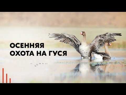 Видео: ОХОТА НА ГУСЯ.ТРУДОВЫЕ ТРОФЕИ.ОХОТА НА ПОЛЯХ....