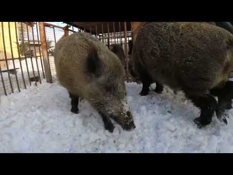 Видео: Кабаниха Дуся откуда?
