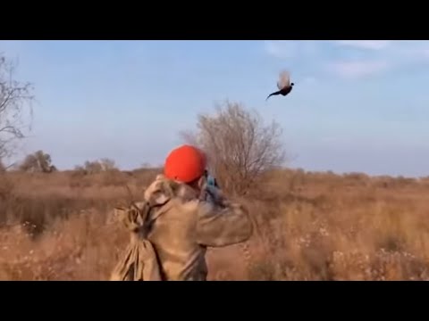 Видео: Қырғауыл ату 2022жыл. Охота на фазана 2022год . Как стрелять фазан. @azamatgs