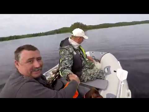 Видео: Охота на судака, на озере Янисъярви