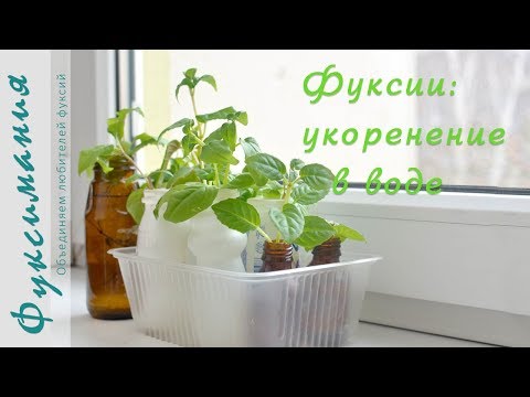 Видео: Фуксии: укоренение в воде