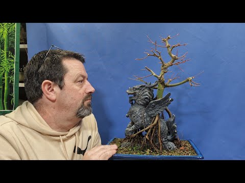 Видео: Обрезка японского клена «Корень над статуей»