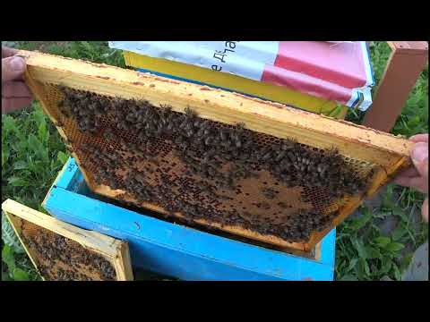 Видео: ПОДСАДИЛИ МАТКУ, А ЧТО ДАЛЬШЕ ? РАСПРОСТРАНЁННАЯ ОШИБКА !!!