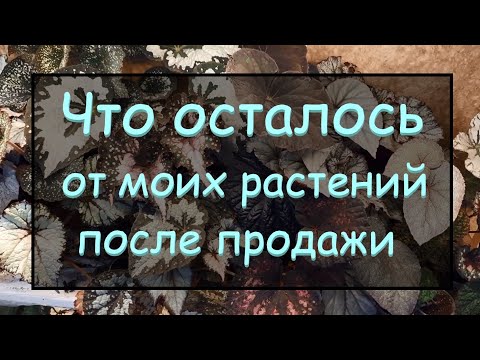 Видео: Что осталось от моих растений после продажи