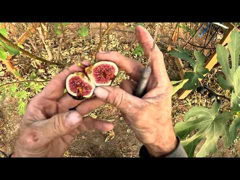 Видео: 33-я неделя сезона выращивания инжира в Южном Иллинойсе