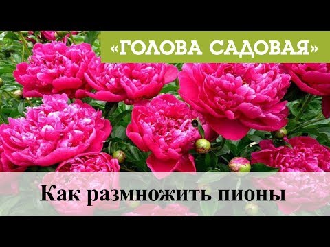 Видео: Голова садовая - Как размножить пионы