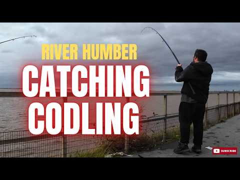 Видео: РЕКА ХАМБЕР снова в деле! ТРЕСКА или ТРЕСКА — решать вам! 🎣 | Охота на треску 2025