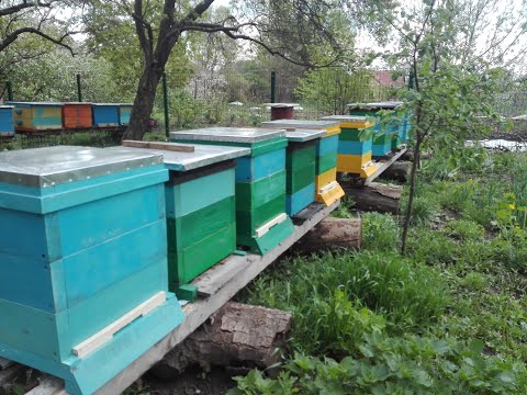 Видео: Создание отводка на маточник в Альпийском улье (МФУ). Creating a new family in the Alpine hive.