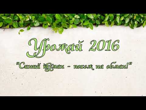 Видео: 34. В. Железов. Синий туман - похож на обман!