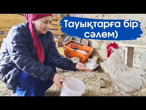 Видео: Vlog.Тауықтарыма жеттім.Тауықтарым көп жұмыртқа беріпті