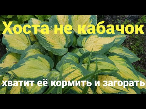 Видео: Хоста не кабачок — хватит её кормить и загорать