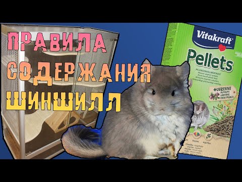 Видео: Шиншилла - уход и содержание в домашних условиях