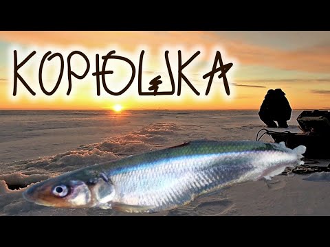 Видео: КОРЮШКА , зимняя рыбалка на корюшку , красота природы , Smelt winter fishing for smelt