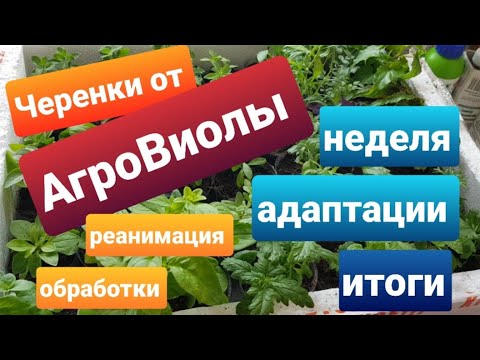 Видео: Черенки от Агрофирмы Виола/Чем реанимировала, чем обрабатывала/Альтернатива АгроВиоле