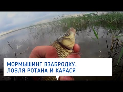 Видео: Мормышинг взабродку.  Хотел поймать ротана, но лучше ловился карась.