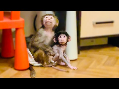 Видео: Мы ЗНАКОМИМ Степашку с Жориком! Посмотрите реакцию Люськи)))