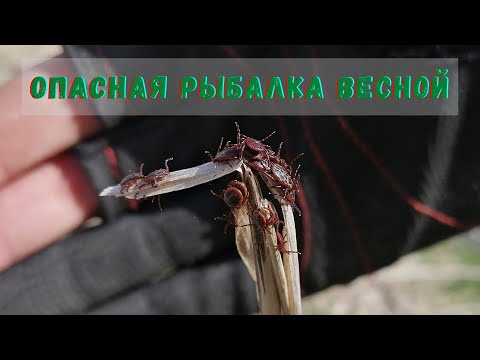 Видео: Открываю форелевый сезон! Новые места! Апрель!