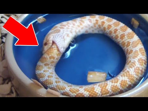 Видео: 5 Животных, которые будто живут после смерти