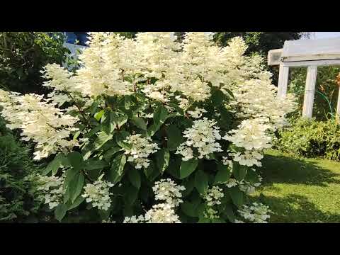 Видео: Мой сад на 1 августа. Ленинградская область. 