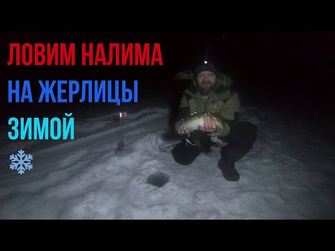 Видео: Ловля налима зимой на жерлицы