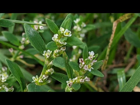 Видео: Спориш звичайний, або гірчак пташиний (Polygonum aviculare) - лікарська, харчова, кормова рослина