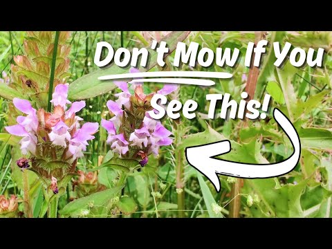 Видео: Когда вы видите этот фиолетовый цветок, вы знаете, что нашли мощное лекарственное растение