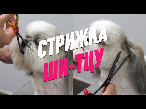 Видео: ГРУМИНГ ШИ-ТЦУ / СТРИЖКА ШИ-ТЦУ / Эпизод МАСТЕР-КЛАССА / GROOM SCHOOL