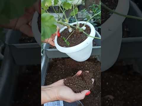 Видео: Обрезаю и пересаживаю кусты пеларгонии. Нарезаю веточки на черенки .
