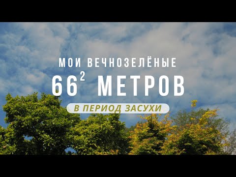 Видео: Мой микро сад. Простая жизнь в Нидерландах. Засуха.  Вечнозелёные растения. Цветы. Кустарники. Уход