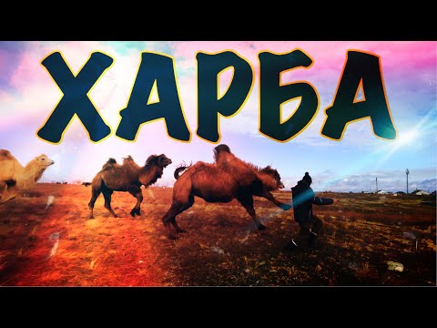 Видео: Харба