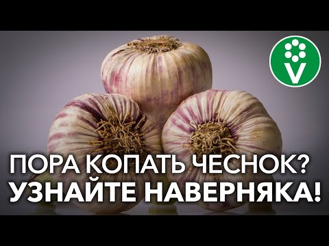 Видео: 📌Когда убирать чеснок? 3 верных признака готовности чеснока!
