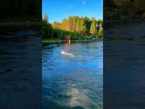 Видео: Заполярье. Осень. Мурманская область. Бурная река.