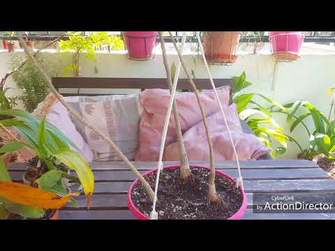 Видео: Баобабы в мае 😁