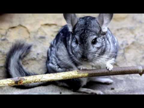 Видео: Шиншилла в природе. Виды и поведение шиншылл. Где живут шиншиллы