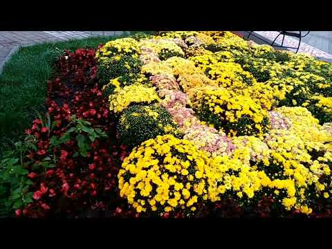 Видео: Я знаю Того, у Кого все ответы. Автор стихотворения Наталья Шевченко