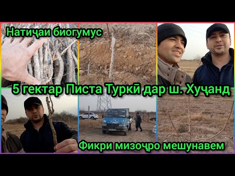 Видео: Пистаи Турки. Шинонидан ва натиҷаи он бо биогумус. дар  ш. Хуҷанд фикри мизоҷ. Мега Тахфиф.