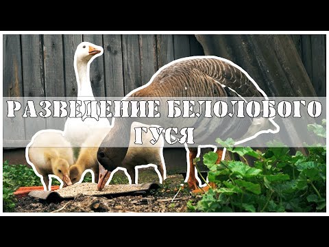 Видео: Охота на гуся Разведение белолобого гуся в неволе (1 Серия)