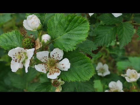 Видео: Ежевика Астерина, сверяем сортность