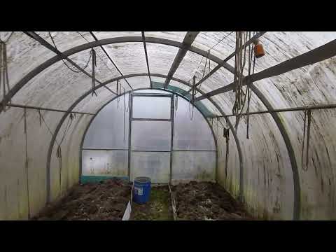 Видео: Недозима. Дача. Снега нет! Город Владимир. 2 февраля 2025-го