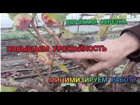 Видео: Короткая обрезка винограда (рожками), на примере сорта Велеса