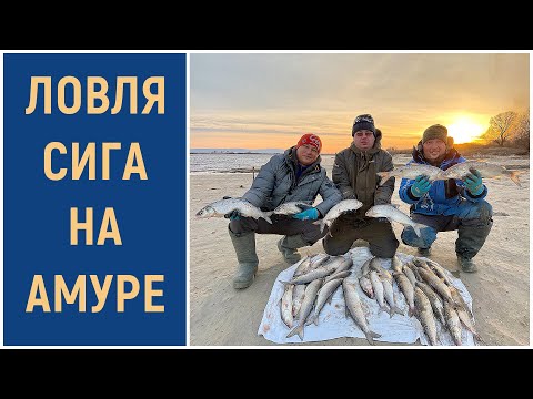 Видео: Ловля Сига на Амуре