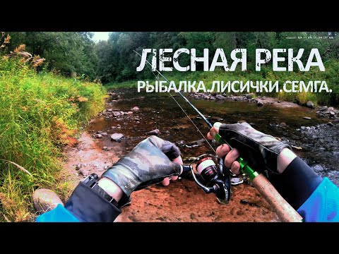 Видео: Рыбалка на лесной реке! Лисички и Семга!