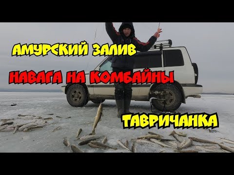 Видео: Рыбалка на комбайны. Амурский залив. Тавричанка.