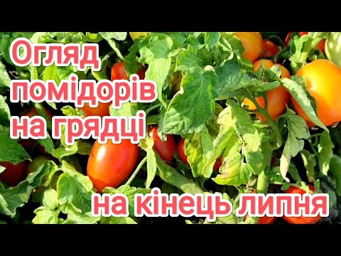 Видео: Огляд помідорів на грядці, старі та нові сорти.