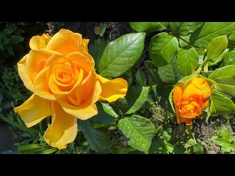 Видео: Чарівна троянда Керіо (Kerio)