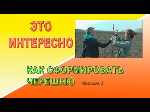 Видео: Как сформировать черешню Фильм 3