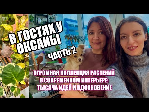 Видео: Вы должны это увидеть! Обзор коллекции комнатных растений у моих подписчиков.  ЧАСТЬ 2