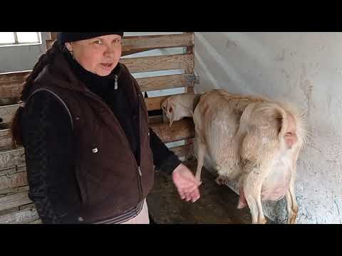 Видео: Дойка коз. 02.02.2023 г. Что учудила Белла? Сенник. Козы во дворике.