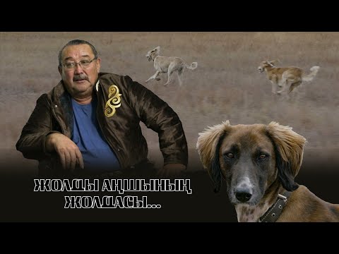 Видео: Сырттан : Жолды аңшының жолдасы...