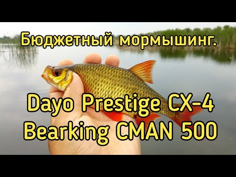 Видео: Бюджетный комплект для мормышинга.  Спиннинг Dayo Prestige CX-4 Travel и катушка Bearking CMAN 500.